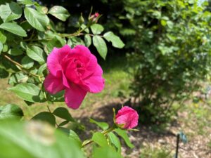ヒース横のシュラブローズ花壇ではモーデン センテニアルが開花中
