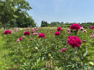 リリートレインの沿線では赤やピンク、白色のシャクヤクが咲き進んでいる