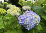 世界の庭園】でアジサイ、スイレン開花中（2025年6月22日） | 百合が原公園