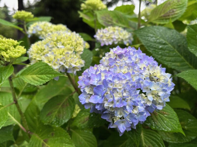 【世界の庭園】でアジサイ、スイレン開花中（2025年6月22日）