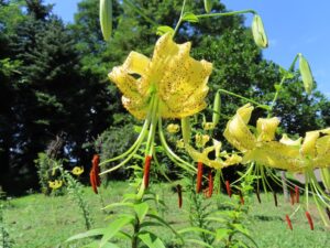 キバナキカノコユリのレモンイエロー色の花