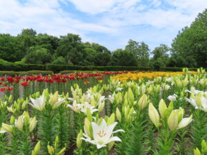 中央花壇