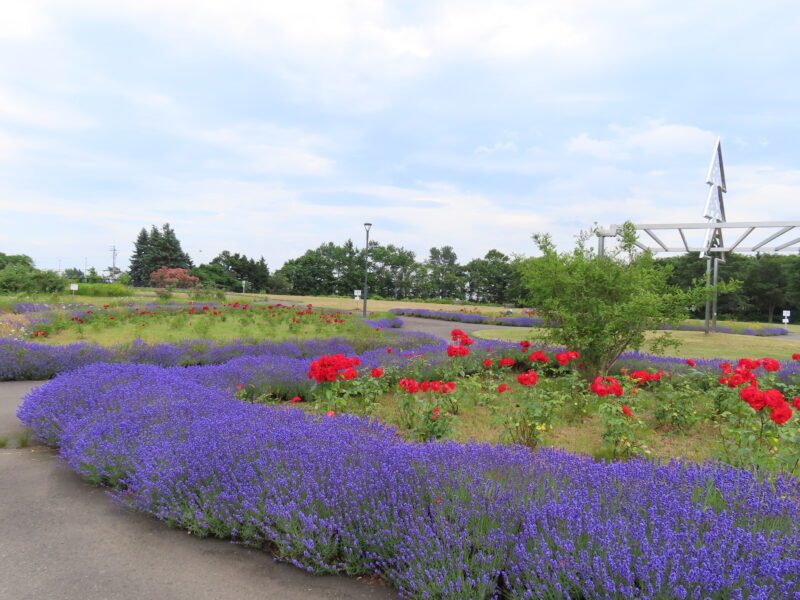 本日の百合が原公園（2025年7月4日）
