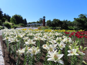 三角花壇では三色のユリが開花中