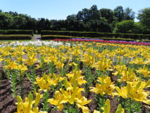 今朝の中央花壇