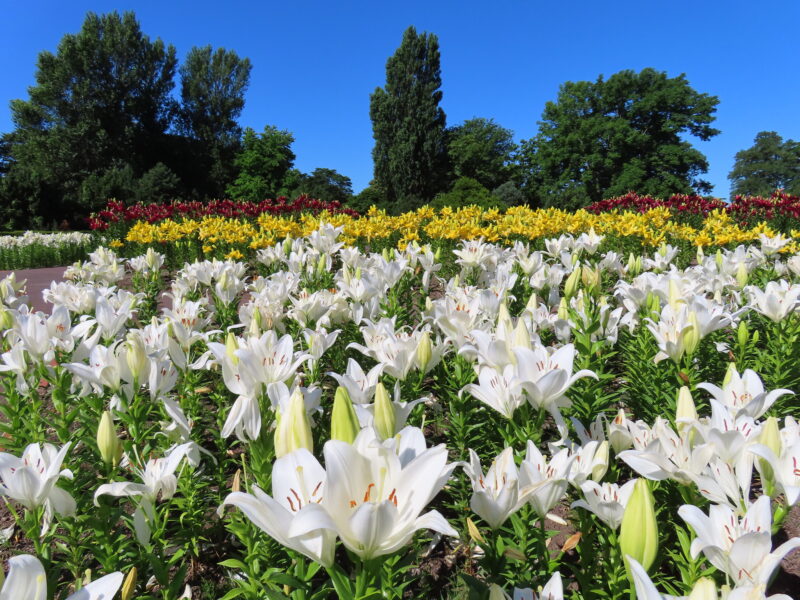 本日の百合が原公園（2025年7月9日）