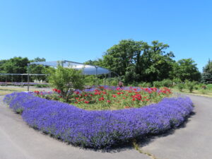 モニュメント広場のン区のバラとラベンダー