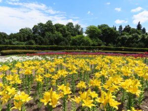 中央花壇の様子