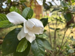 温室のクチナシ