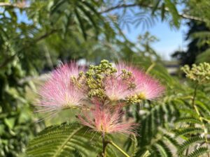 ネムノキの花のアップ