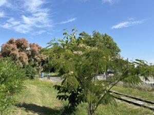 公園東側踏切周辺でネムノキの花開花