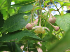 アジサイ‘梅花甘茶’