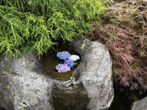 手水鉢にアジサイ