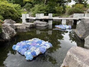 池の一部に浮きアジサイ