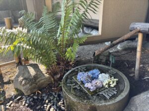 手水鉢にアジサイ