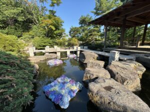 日本庭園奥の東屋前に浮きアジサイ