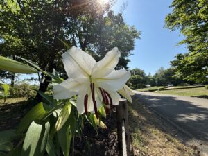 ユリの女王カサブランカ開花しました