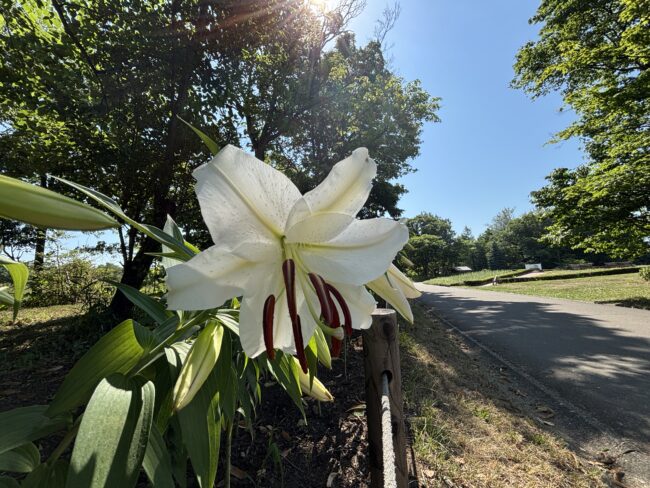 ユリの女王‘カサブランカ’開花が始まりました（週末のイベント・どら焼きお得なセット情報も！）2025年7月25日更新