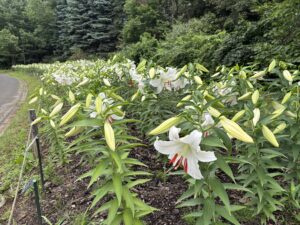 見頃を迎えているユリカサブランカ