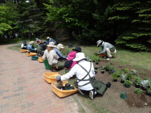 5.24緑のセンター前花壇植え込み作業2
