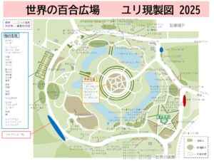 2025年ユリ現製図（カサブランカ）