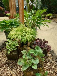 カラフルな色や模様が入った葉が軟石の鉢に植えられている