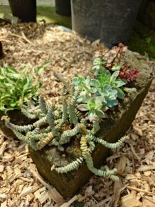 斜めにカットされた軟石の鉢に植えられた多肉植物