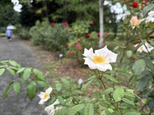 モダンローズ シュラブ サリー ホームズ
