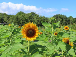 丸型の花壇のヒマワリ