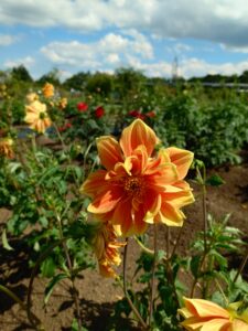 明るいオレンジ色の花が咲くダリア
