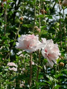 薄ピンクの花びらがたくさん重なって咲くムクゲ