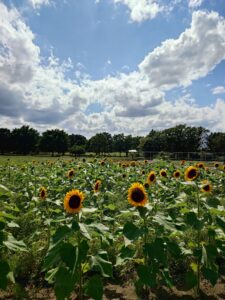 陽が降り注ぐ下でオレンジ黄色の花を咲かせるヒマワリ