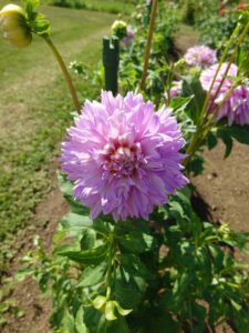 ピンクの尖った花びらをたくさんつけたダリア