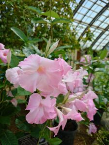 明るいピンク色の花が咲くマンデビラ