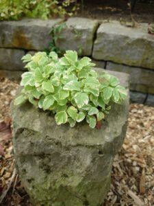 ごつごつとした背の高い軟石の鉢に植えられたイワミツバ