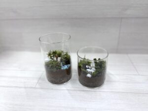 コケテラリウム作品