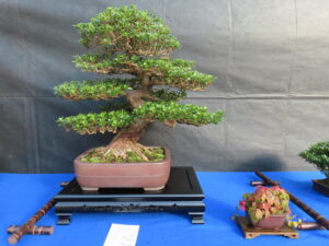主木さつき‘暁天’ 添えツタ