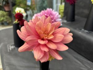ダリア秋思