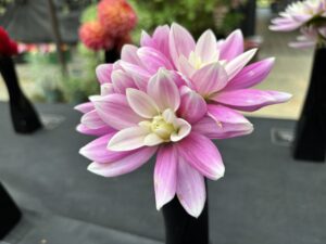 ダリア ‘コタンの桜’