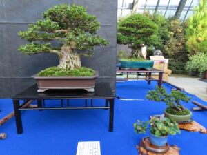 主木さつき‘真如の月’ 添えさつき‘珍山’、ヤブコウジ