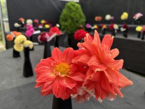 朱色のダリアひとりごと