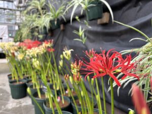 本日開花したヒガンバナ