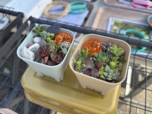 多肉の寄せ植え