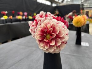 ダリア展会場