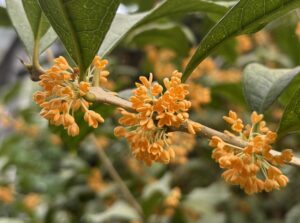 9月29日開花したキンモクセイ