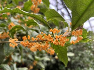 本日のキンモクセイの様子