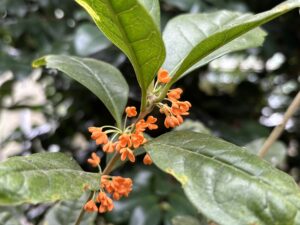 キンモクセイ‘フレグランスレッド’