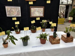 バルボフィラムなど最近人気の洋ランの展示も
