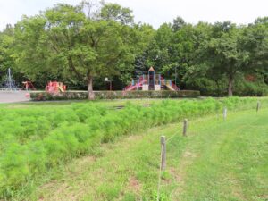 公園東側のコスモス花壇、花はまだ数輪