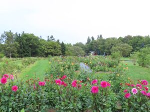 ダリア園の様子
